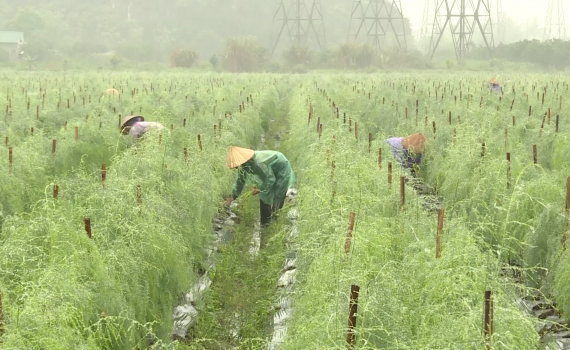 M&ocirc; h&igrave;nh trồng măng t&acirc;y hữu cơ ở x&atilde; Đồng Phong