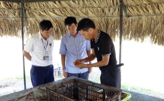 Hiệu quả chuyển đổi cơ cấu c&acirc;y trồng ở x&atilde; Kh&aacute;nh Cường