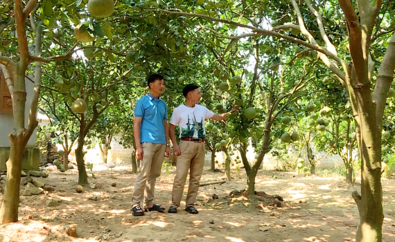 N&ocirc;ng d&acirc;n Nho Quan c&ugrave;ng nhau vượt kh&oacute;, l&agrave;m gi&agrave;u