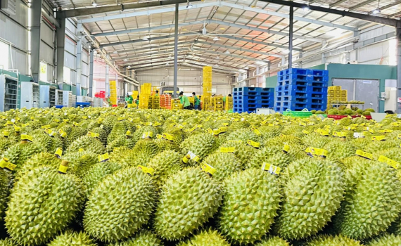 Xuất khẩu rau quả tiếp tục l&agrave; điểm s&aacute;ng trong c&aacute;c sản phẩm n&ocirc;ng sản