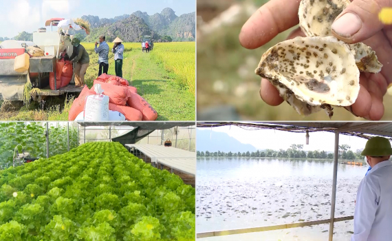 Quy hoạch tỉnh Ninh Bình: Phương hướng phát triển ngành nông, lâm nghiệp, thuỷ sản