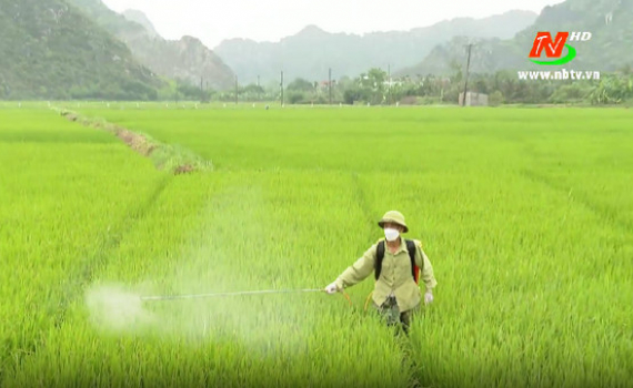  Ninh B&igrave;nh chủ động c&aacute;c biện ph&aacute;p ph&ograve;ng trừ s&acirc;u bệnh cho l&uacute;a Đ&ocirc;ng Xu&acirc;n