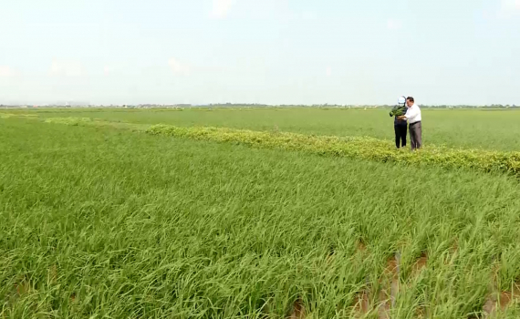 Kim Sơn ph&ograve;ng trừ s&acirc;u bệnh tr&ecirc;n l&uacute;a Đ&ocirc;ng xu&acirc;n