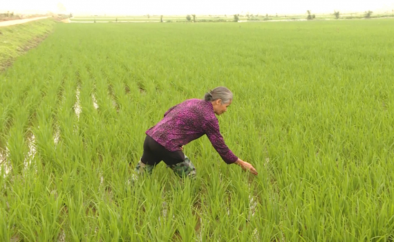 Ninh B&igrave;nh: Ph&ograve;ng trừ c&aacute;c đối tượng g&acirc;y hại tr&ecirc;n l&uacute;a đ&ocirc;ng xu&acirc;n