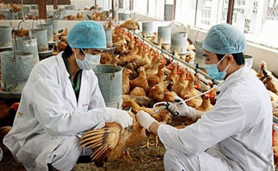 Nguy cơ dịch bệnh gia s&uacute;c, gia cầm gia tăng, Thủ tướng chỉ đạo tăng cường ph&ograve;ng, chống