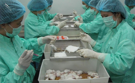 Chuột th&iacute; nghiệm khỏe mạnh sau 10 ng&agrave;y ti&ecirc;m vaccine ngừa Covid-19