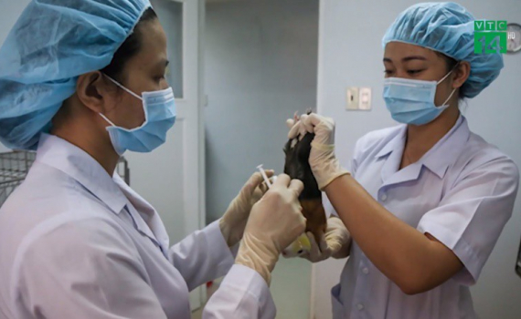 Việt Nam thử nghiệm th&agrave;nh c&ocirc;ng vaccine Covid-19 tr&ecirc;n chuột