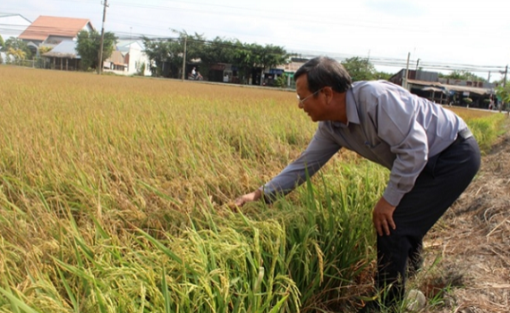 Chống sinh vật g&acirc;y hại l&uacute;a Đ&ocirc;ng Xu&acirc;n
