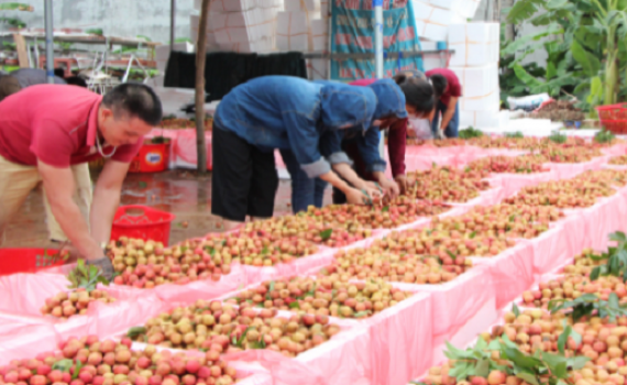 Kh&ocirc;ng để sản xuất 'đứt g&atilde;y', Bắc Giang l&ecirc;n kịch bản ti&ecirc;u thụ vải thiều