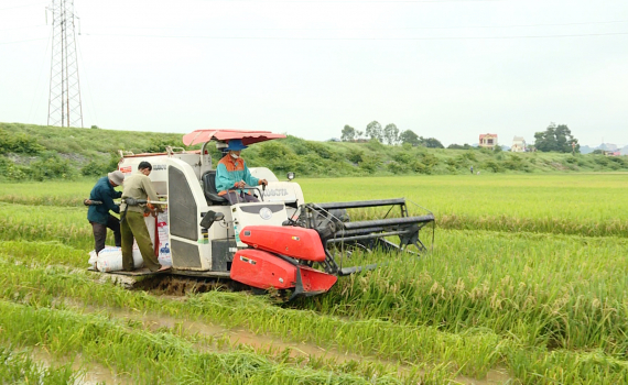 Gia Viễn khẩn trương thu hoạch l&uacute;a ngo&agrave;i đ&ecirc;