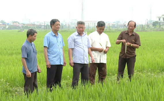 Cần nh&acirc;n rộng m&ocirc; h&igrave;nh sản xuất l&uacute;a hữu cơ ở x&atilde; Quang Thiện, huyện Kim Sơn