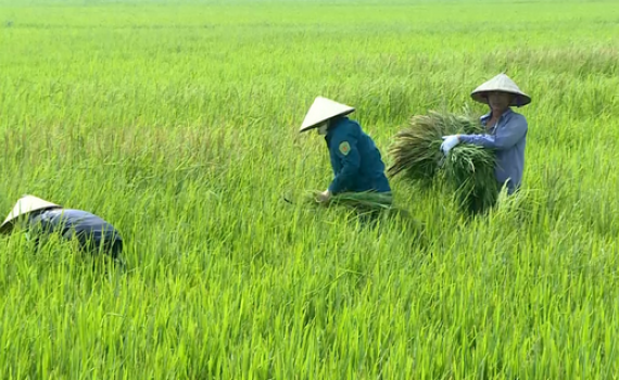 Ninh B&igrave;nh tập trung trừ l&uacute;a cỏ bảo vệ sản xuất