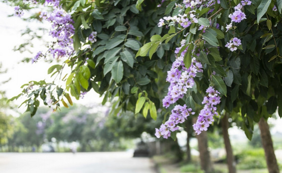 Thời tiết h&ocirc;m nay 8-5: Bắc Bộ mưa r&agrave;o v&agrave; d&ocirc;ng, trời m&aacute;t