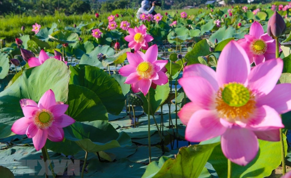 Vương vấn hương sen