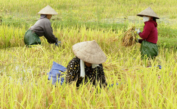 Lạc V&acirc;n tập trung thu hoạch l&uacute;a tr&aacute;nh lũ tiểu m&atilde;n