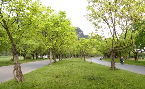 Con đường c&acirc;y bồ đề - Sản phẩm du lịch độc đ&aacute;o của Ninh B&igrave;nh