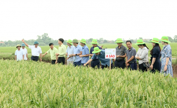 Đ&aacute;nh gi&aacute; kết quả một số m&ocirc; h&igrave;nh tr&igrave;nh diễn giống l&uacute;a mới