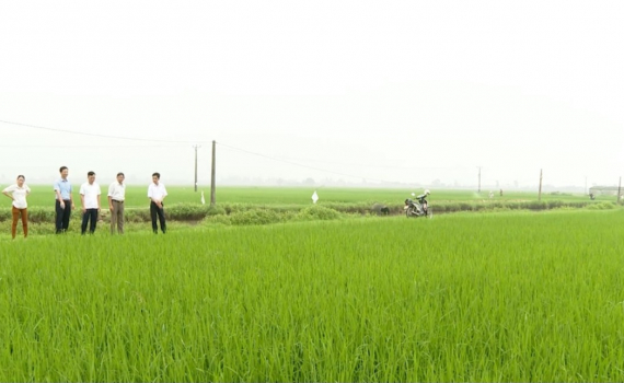 Y&ecirc;n Kh&aacute;nh đẩy mạnh sản xuất, n&acirc;ng cao thu nhập cho nh&acirc;n d&acirc;n
