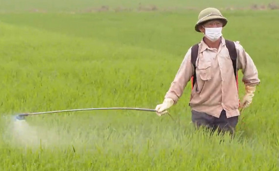 Ninh B&igrave;nh tăng cường ph&ograve;ng trừ s&acirc;u bệnh cho l&uacute;a Đ&ocirc;ng Xu&acirc;n