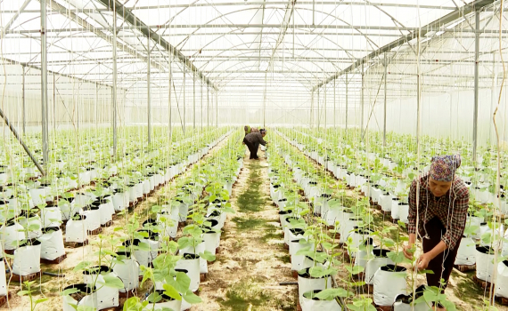 Quy hoạch tỉnh Ninh Bình: Phương án phát triển các vùng sản xuất nông nghiệp tập trung