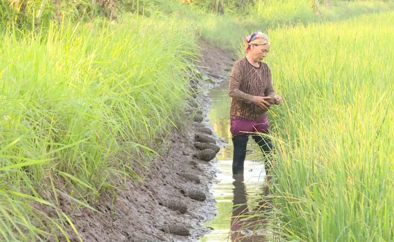 Người d&acirc;n Kh&aacute;nh C&ocirc;ng thu hoạch c&aacute;y