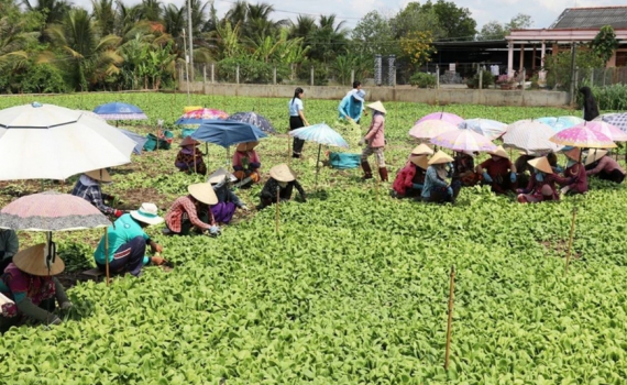 Sẽ tiến h&agrave;nh tổng điều tra n&ocirc;ng th&ocirc;n, n&ocirc;ng nghiệp từ ng&agrave;y 1-7