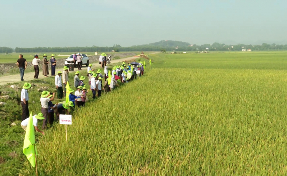 Hội nghị đầu bờ đ&aacute;nh gi&aacute; hiệu quả m&ocirc; h&igrave;nh giống l&uacute;a mới tại x&atilde; Gia Hưng, huyện Gia Viễn