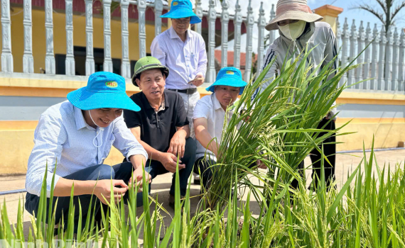 Ninh B&igrave;nh: Tập trung bảo vệ l&uacute;a Xu&acirc;n trước nguy cơ ch&aacute;y rầy cuối vụ