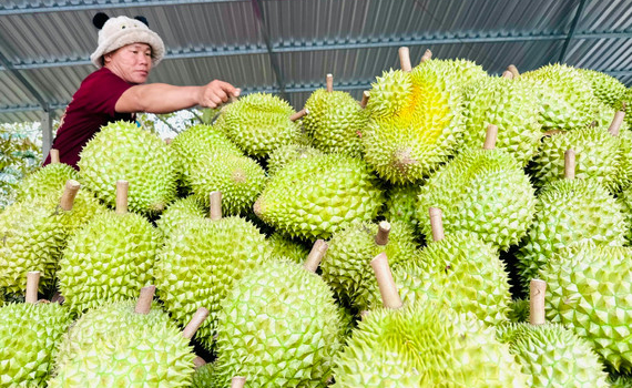 Gỡ "n&uacute;t thắt" kiểm nghiệm, tổ chức lại chuỗi gi&aacute; trị sầu ri&ecirc;ng bền vững