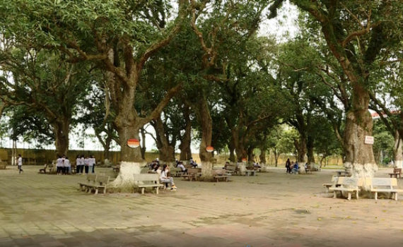 Quản l&yacute;, bảo vệ c&acirc;y xanh trong trường học
