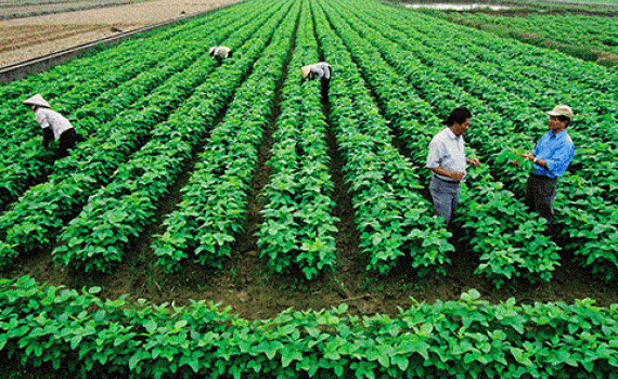 Tiếp tục n&acirc;ng cao hiệu quả hoạt động của c&ocirc;ng ty n&ocirc;ng, l&acirc;m nghiệp