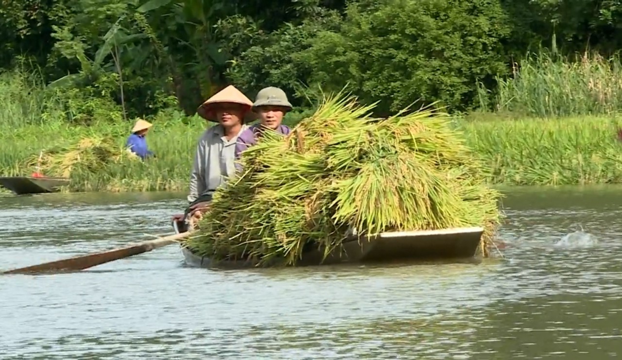 Mùa thu hoạch lúa ở Tam Cốc - Hội Nông Dân tỉnh Ninh Bình