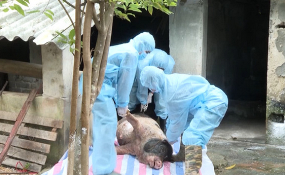 Ninh B&igrave;nh tăng cường c&aacute;c biện ph&aacute;p ph&ograve;ng chống dịch tả lợn Ch&acirc;u Phi