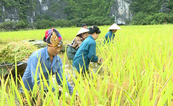 M&ugrave;a thu hoạch l&uacute;a ở Tam Cốc