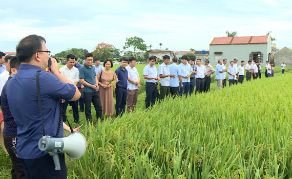 Hội nghị đầu bờ đ&aacute;nh gi&aacute; kết quả m&ocirc; h&igrave;nh sản xuất theo chuỗi gi&aacute; trị đồng bộ