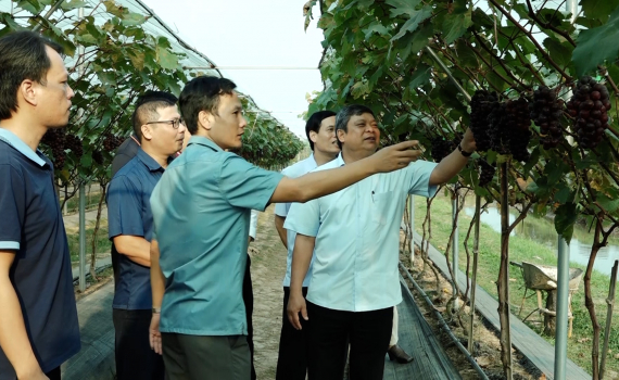 Hiệu quả m&ocirc; h&igrave;nh Nho Hạ Đen kết hợp với du lịch trải nghiệm tại x&atilde; Ninh Giang, huyện Hoa Lư