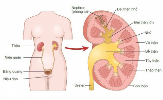 C&aacute;c triệu chứng phổ biến của ung thư đường tiết niệu