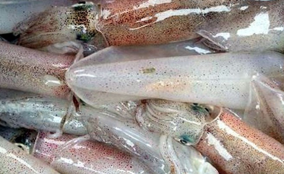 Xuất khẩu mực, bạch tuộc đạt gần 240 triệu USD