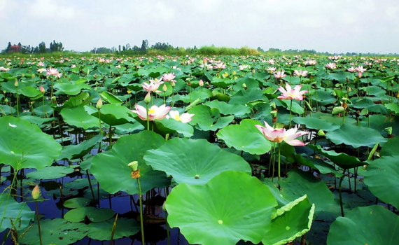 L&aacute; thư gửi b&agrave; con Đất Sen Hồng
