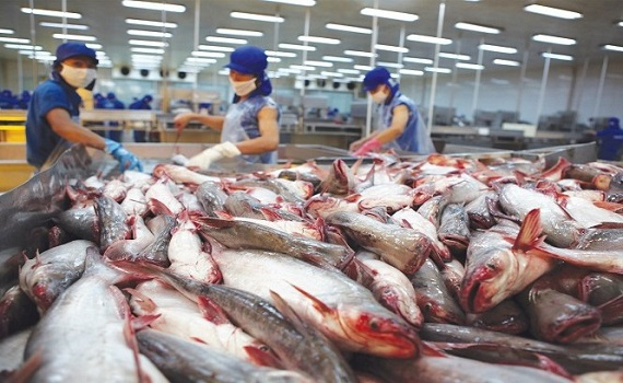 Xuất khẩu c&aacute; tra c&oacute; triển vọng phục hồi 