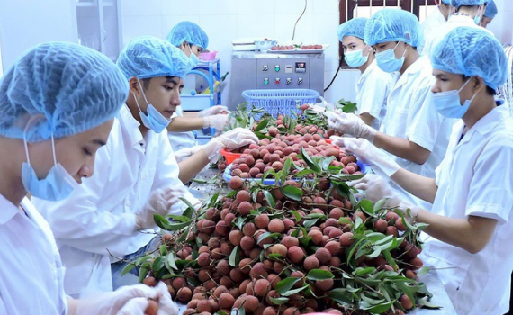 Xuất khẩu rau quả tăng ở mọi thị trường 