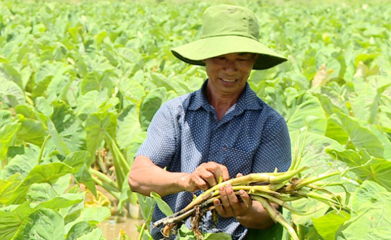 Th&iacute; điểm th&agrave;nh c&ocirc;ng m&ocirc; h&igrave;nh kinh tế mới ở Kh&aacute;nh Hồng
