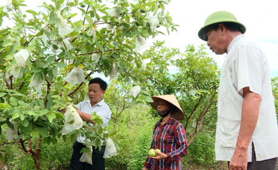 Nỗ lực x&acirc;y dựng sản phẩm OCOP Ổi Đồng Phong