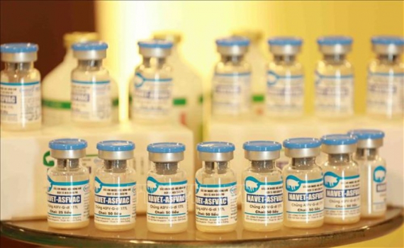 Vaccine dịch tả lợn ch&acirc;u Phi được ph&eacute;p sử dụng rộng r&atilde;i tr&ecirc;n cả nước, sẵn s&agrave;ng xuất khẩu