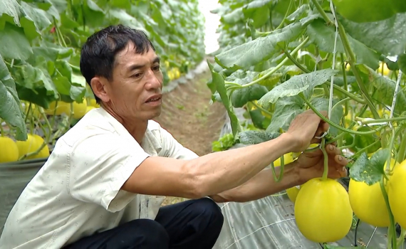 Y&ecirc;n M&ocirc; mở rộng diện t&iacute;ch trồng dưa v&acirc;n lưới trong nh&agrave; lưới
