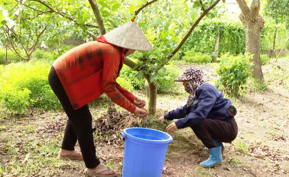 Kh&aacute;nh Th&agrave;nh c&oacute; gần 300 hộ sử dụng men vi sinh l&agrave;m ph&acirc;n hữu cơ