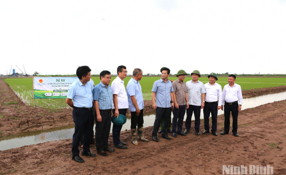 L&atilde;nh đạo UBND tỉnh kiểm tra sản xuất l&uacute;a vụ M&ugrave;a năm 2026