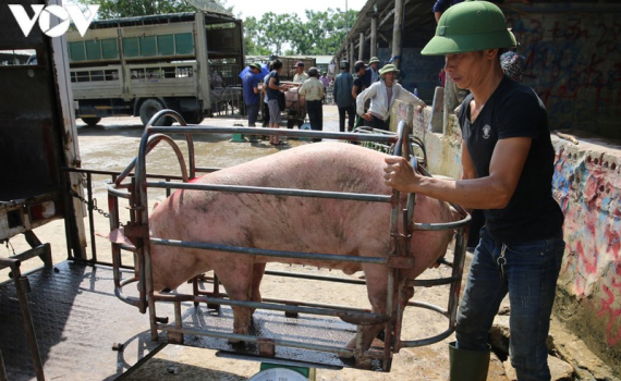 Gi&aacute; lợn đổ dốc, người nu&ocirc;i vội v&agrave;ng b&aacute;n th&aacute;o