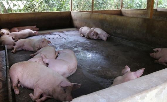 Gi&aacute; th&agrave;nh chăn nu&ocirc;i lợn hiện khoảng 50.000-71.000 đồng/kg