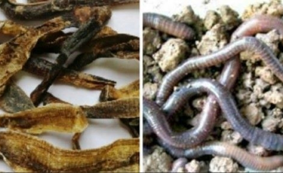 Bộ Y tế khuyến c&aacute;o: Dược liệu Địa long kh&ocirc;ng c&oacute; t&aacute;c dụng ph&ograve;ng, chống COVID-19